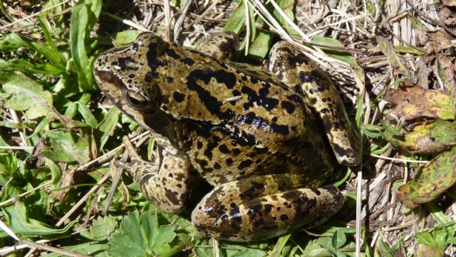 Identificazione rana - Rana temporaria