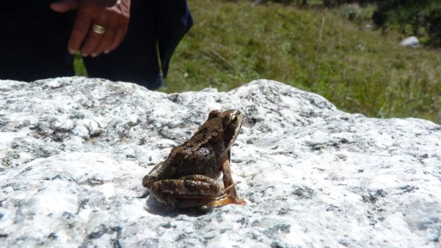 Identificazione rana - Rana temporaria