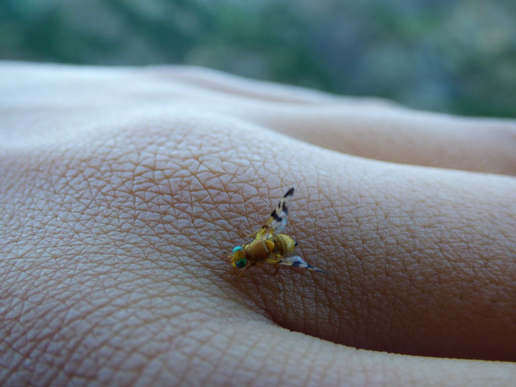 Da indentificare: Rhagoletis meigenii  femmina (Tephritidae)