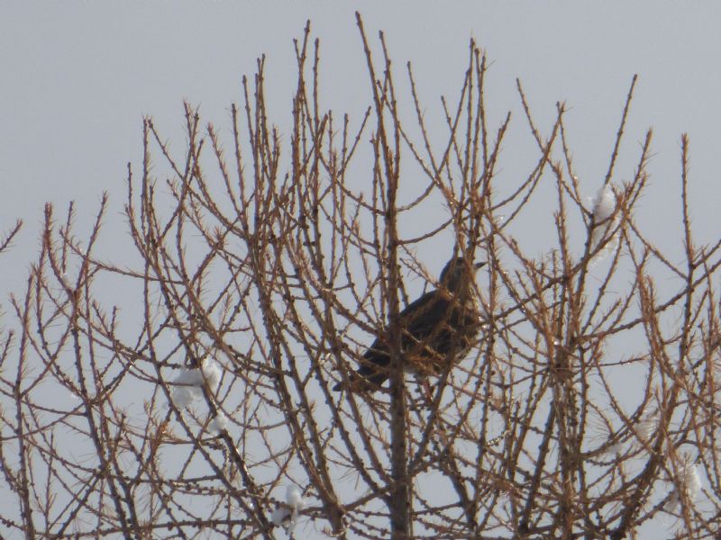 Identificazione:  Cesena (Turdus pilaris Turdidae) e Grifone (Gyps fulvus  Accipitridae)