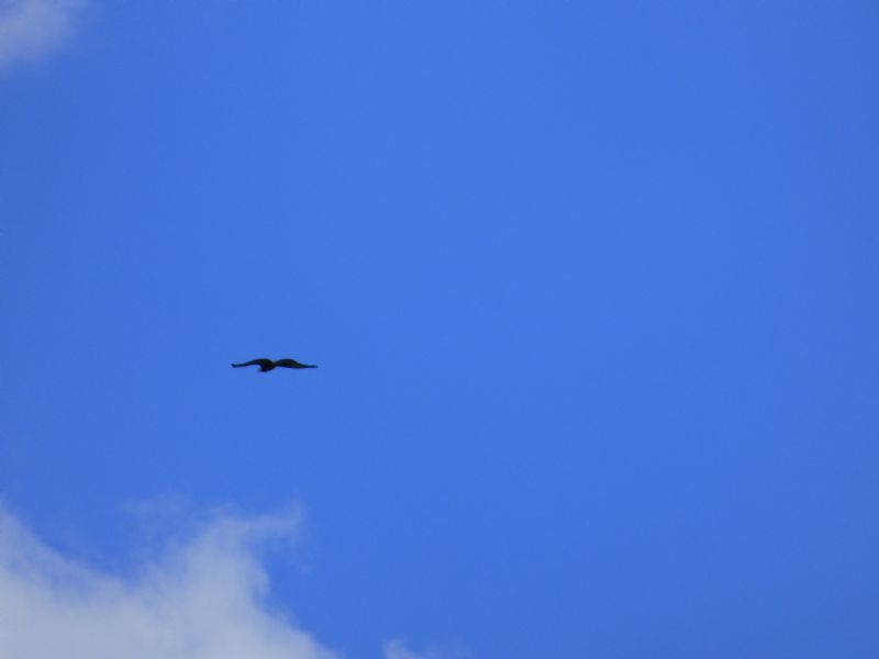 Identificazione:  Cesena (Turdus pilaris Turdidae) e Grifone (Gyps fulvus  Accipitridae)