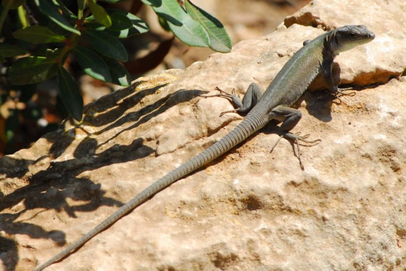 Podarcis siculus ''concolor'' ?