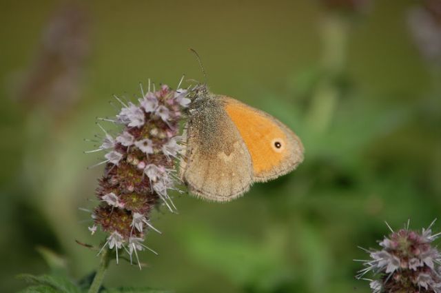 Le Coenonympha delle Alpi centrali (versante sud)