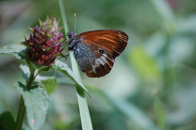 Le Coenonympha delle Alpi centrali (versante sud)