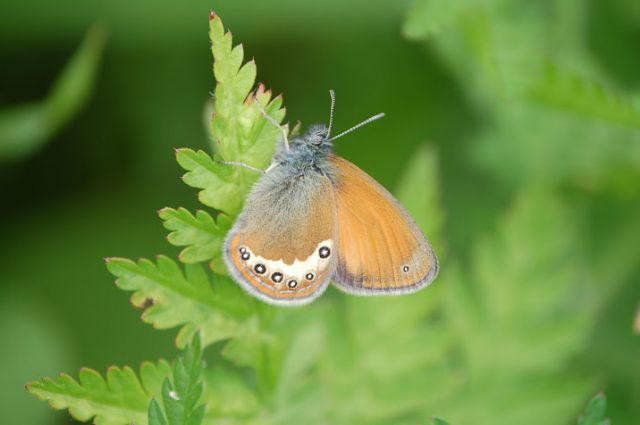 Le Coenonympha delle Alpi centrali (versante sud)