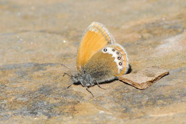 Le Coenonympha delle Alpi centrali (versante sud)