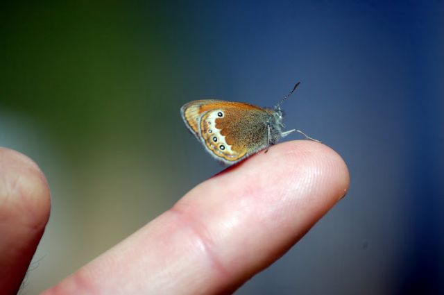 Le Coenonympha delle Alpi centrali (versante sud)