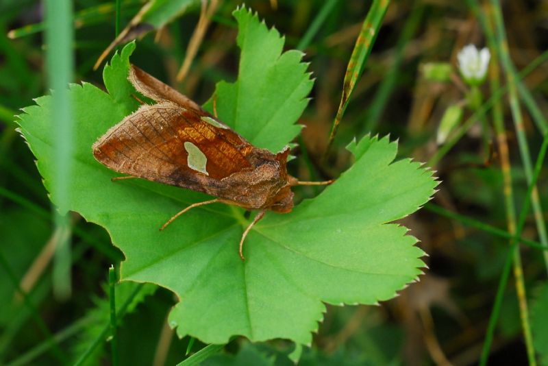 Falena estiva - Autographa bractea