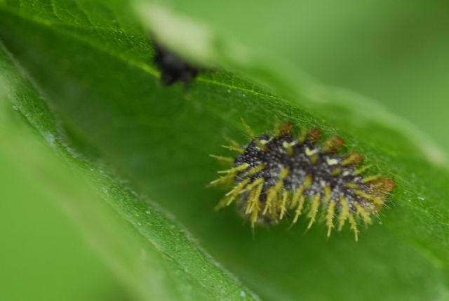 larva Apatura ilia? - No, cf. Brenthis sp.