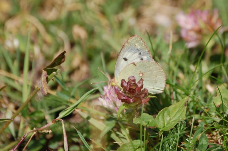 Ancora due Colias