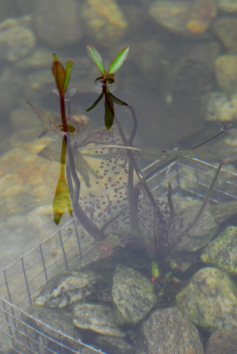 Uova di tritone alpestre? No, di rana verde Pelophylax sp.