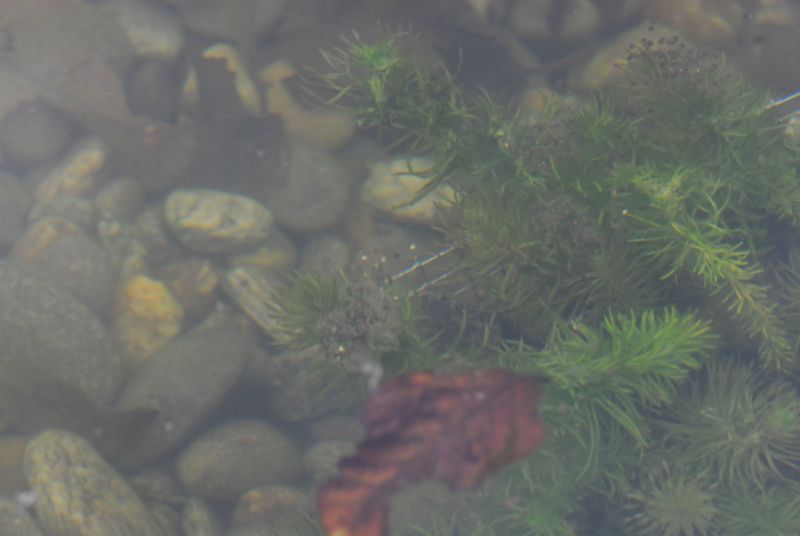 Uova di tritone alpestre? No, di rana verde Pelophylax sp.