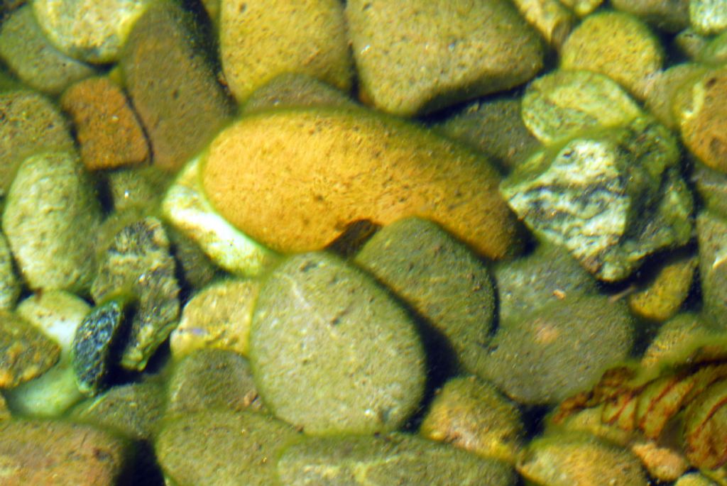 Uova di tritone alpestre? No, di rana verde Pelophylax sp.