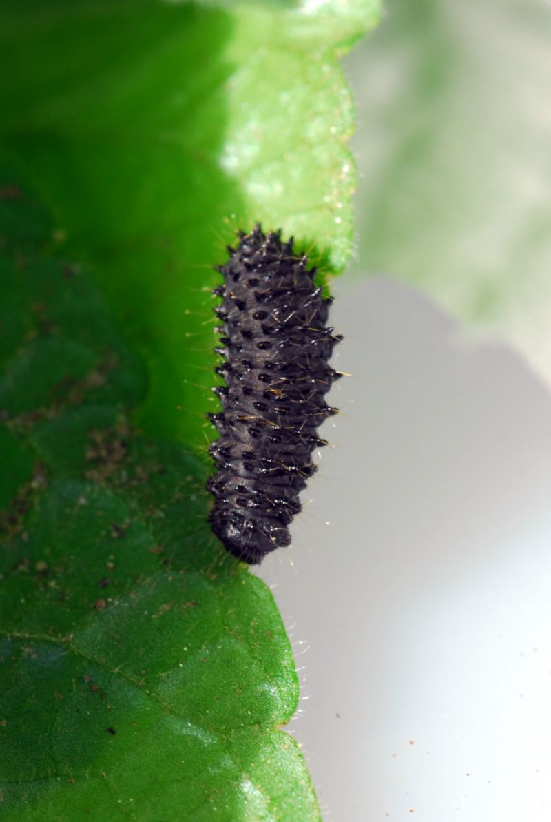 Bruchetti (ma saranno lepidotteri?) - no, Chrysomelidae