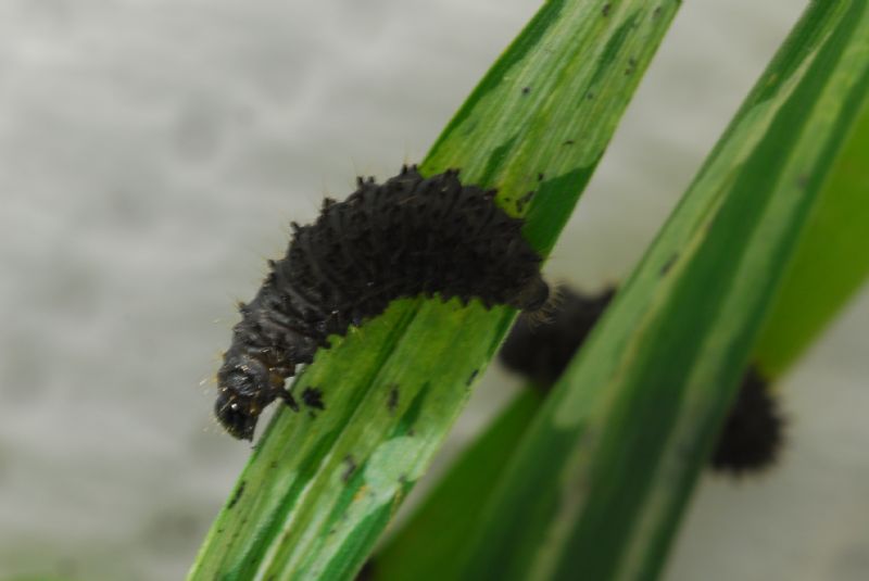 Bruchetti (ma saranno lepidotteri?) - no, Chrysomelidae