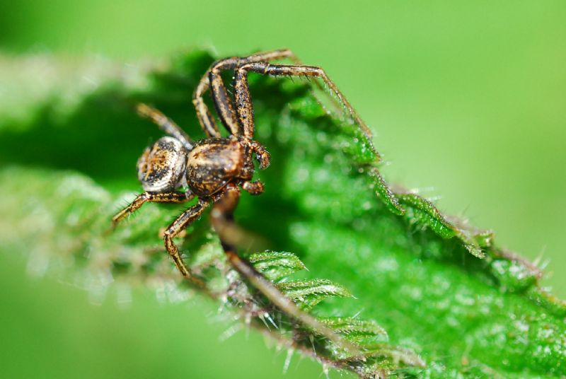 Maschio di Xysticus sp. - Valle Morobbia (Svizzera)