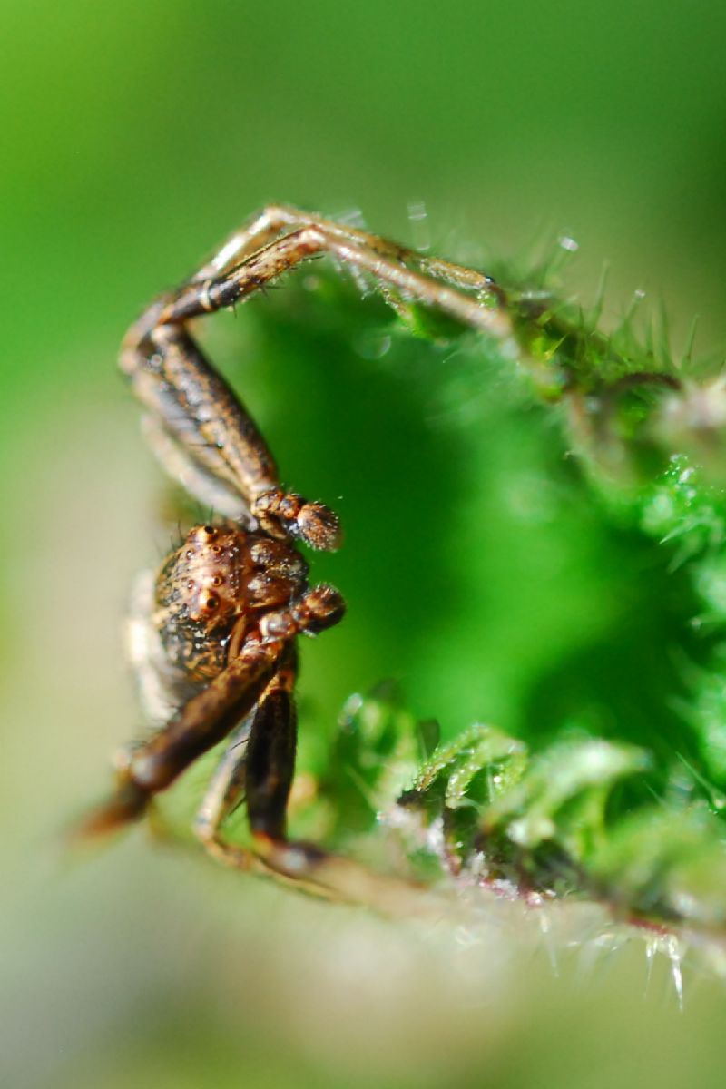 Maschio di Xysticus sp. - Valle Morobbia (Svizzera)