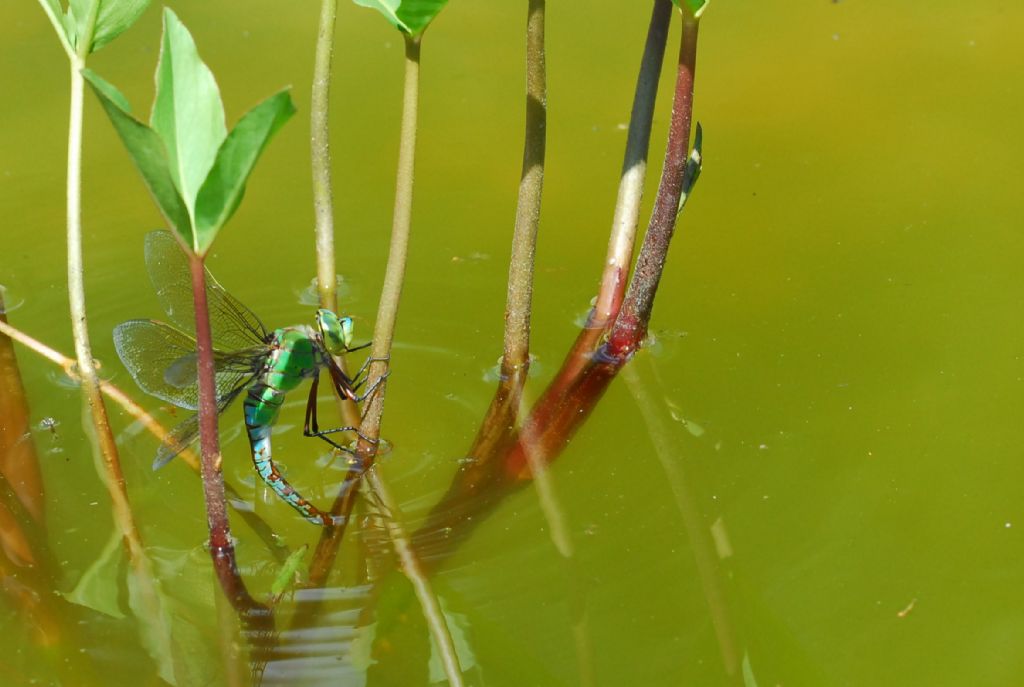 Coloratissima: femmina di Anax imperator