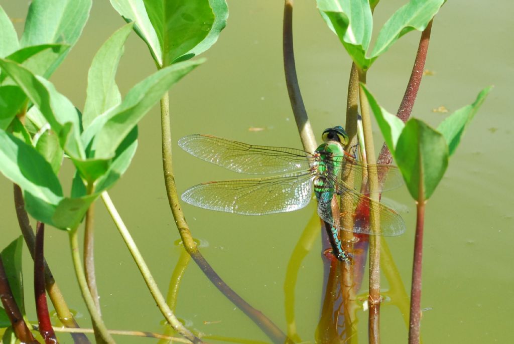 Coloratissima: femmina di Anax imperator