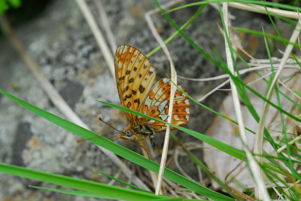 Oggi, alta Valle Morobbia