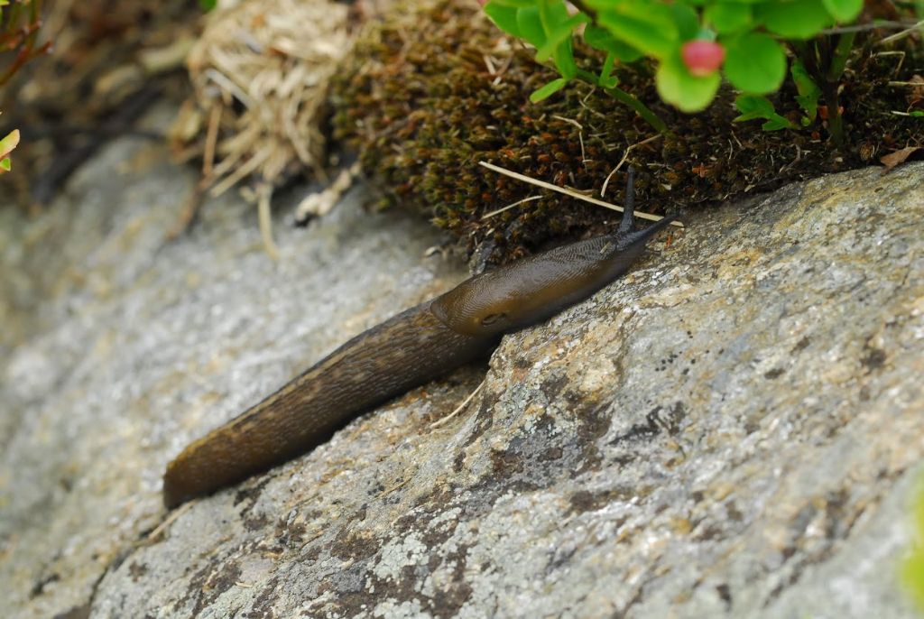 Limax alpinus Frussac dal Alta Valle Morobbia (CH/I)