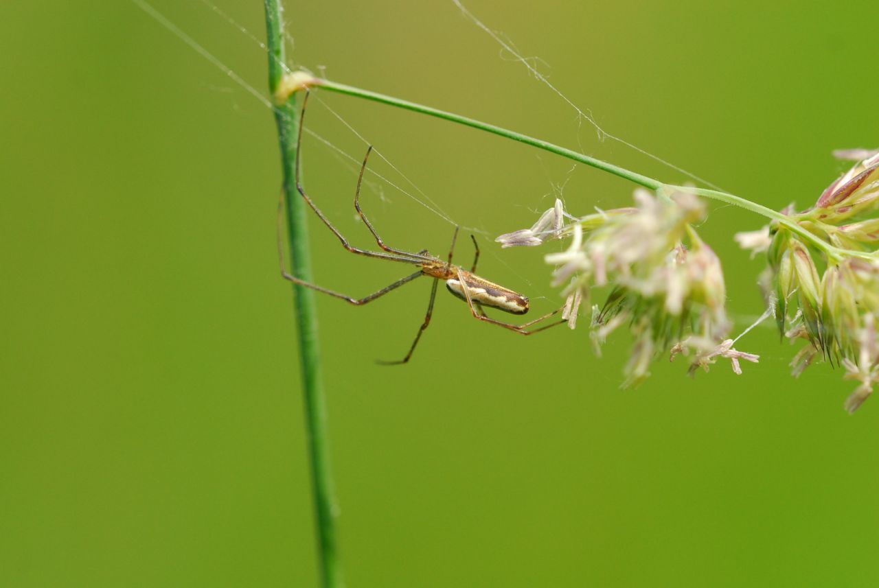 Tetragnatha sp. - Tenero (Cantone Ticino)