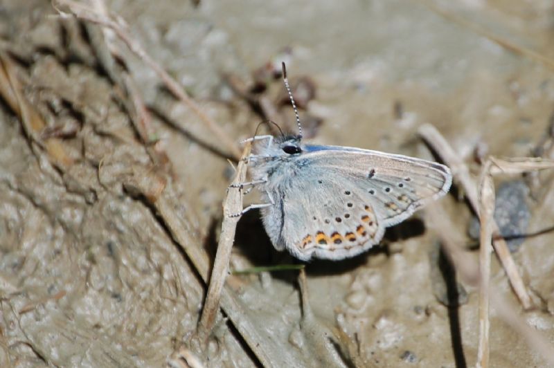 Polyommatus dorylas?