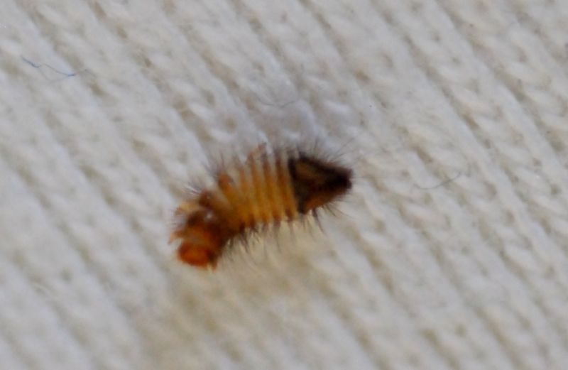 larva misteriosa