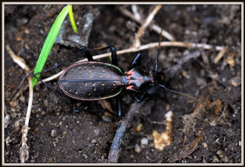 Carabus depressus