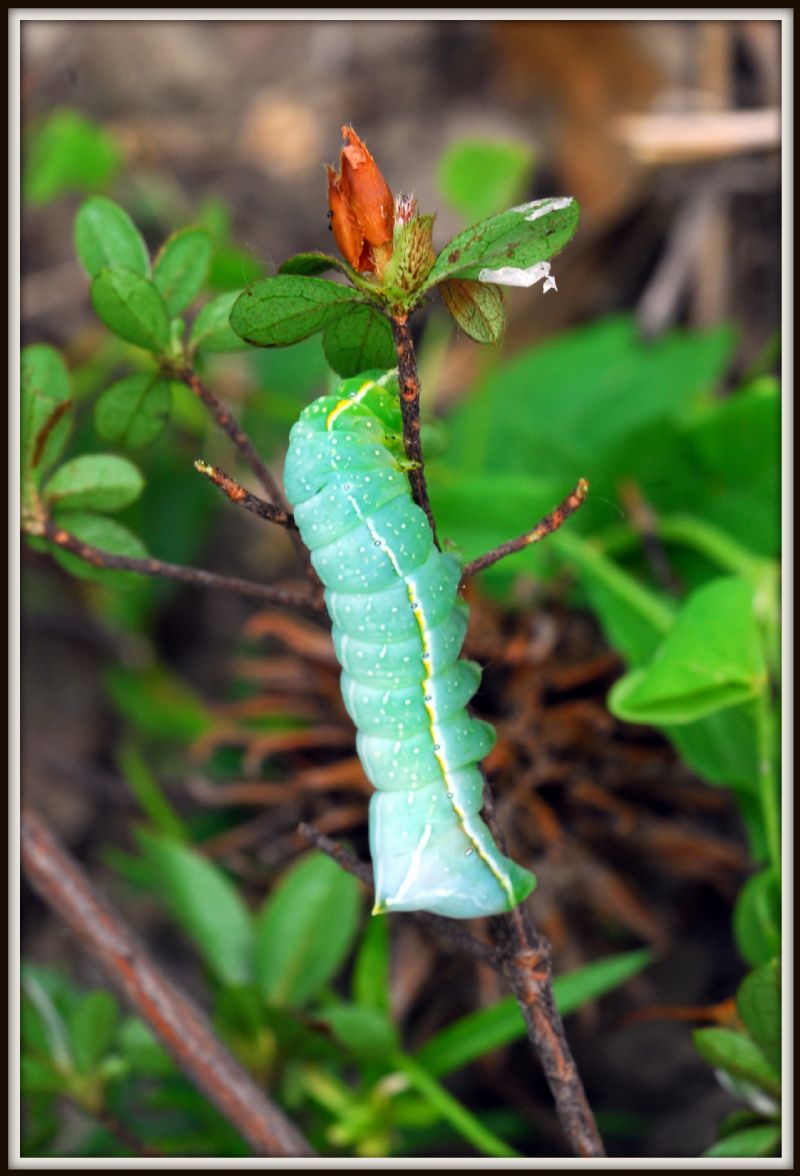 bruco su azalea: Amphipyra pyramidea (Nocuidae)