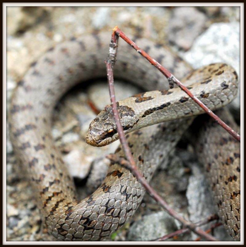 Il mio primo serpente dell''anno