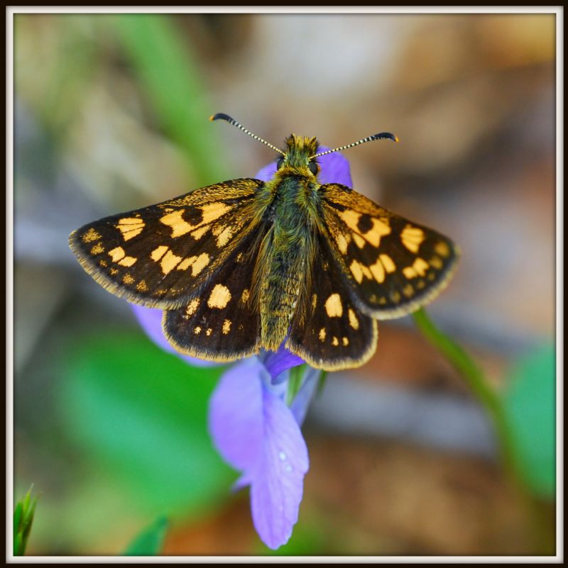 Il primo Hesperidae dell''anno:Carterocephalus palaemon