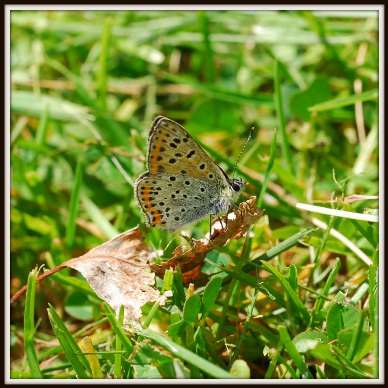 Maschio di Lycaena phlaleas?