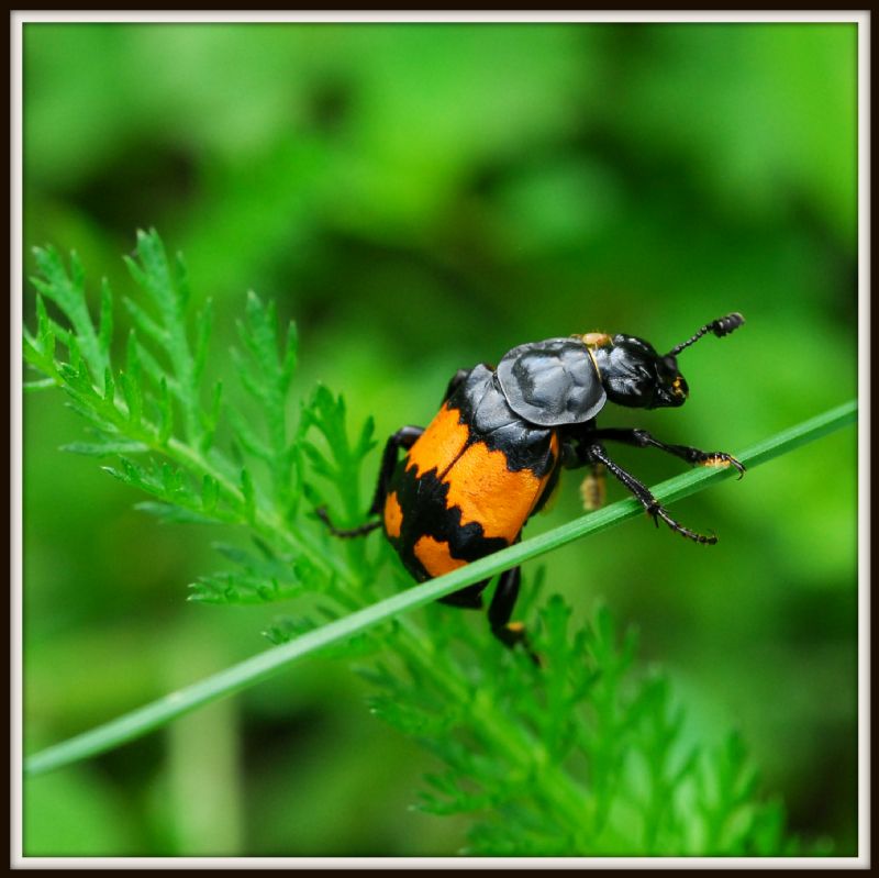 Nicrophorus vespilloides, Silphidae