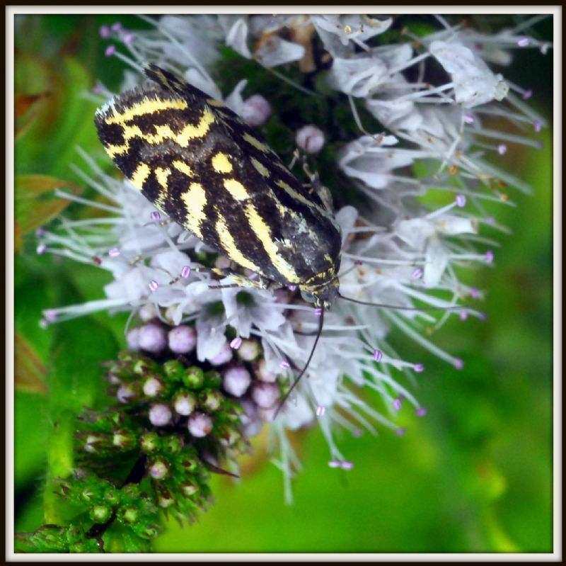 piccolo eterocero su lavanda