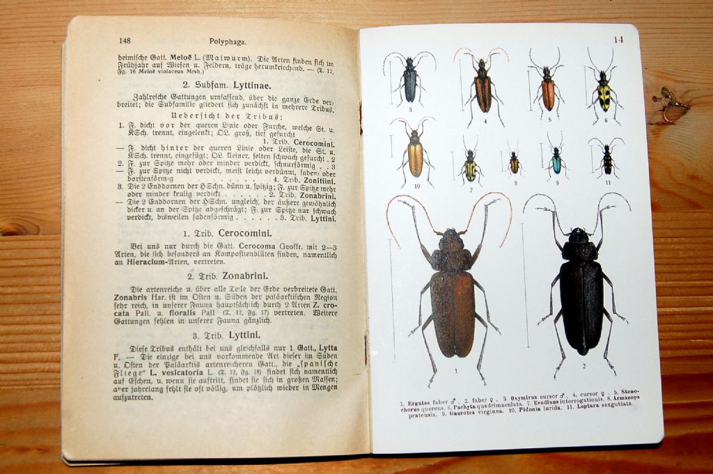 Brachyta interrogationis e Hoplia sp.