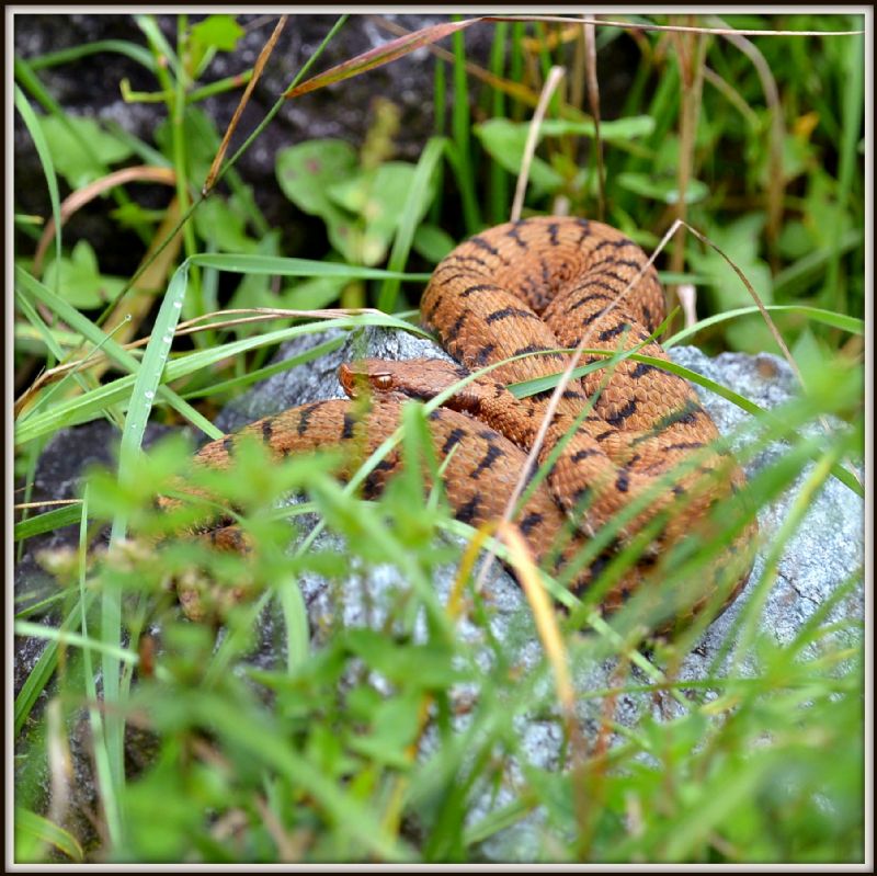 Bestiola guardinga