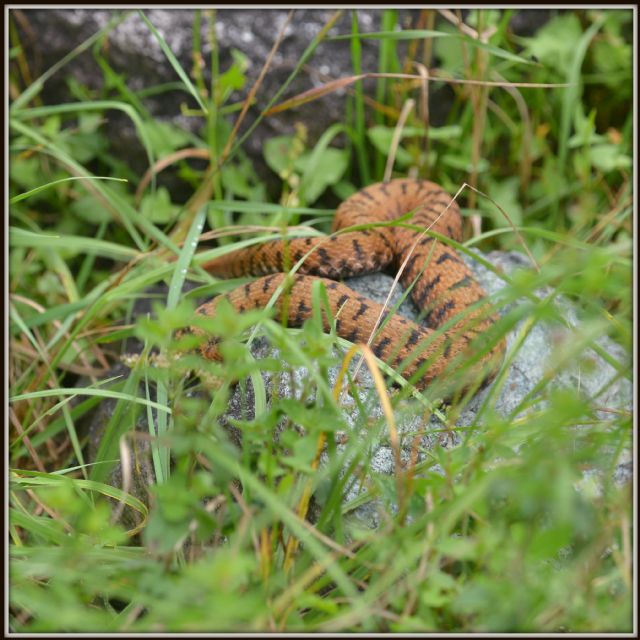 Bestiola guardinga