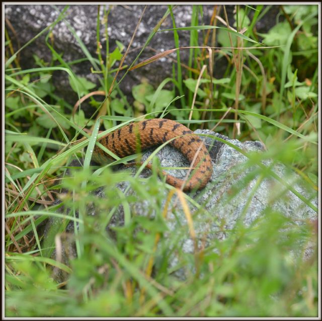 Bestiola guardinga