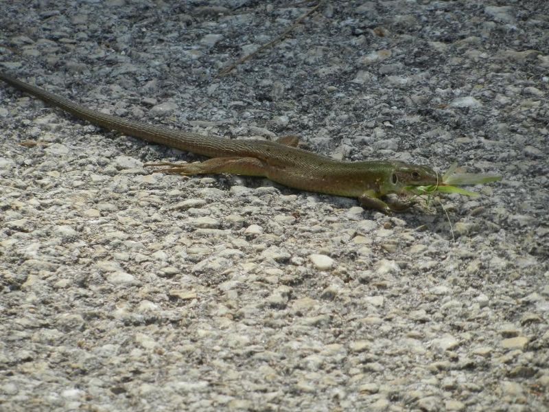 Green balcan lizard, Lacerta trilineata