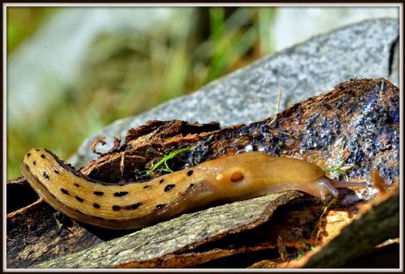 Limax alpinus dal Valle Morobbia (Ticino)