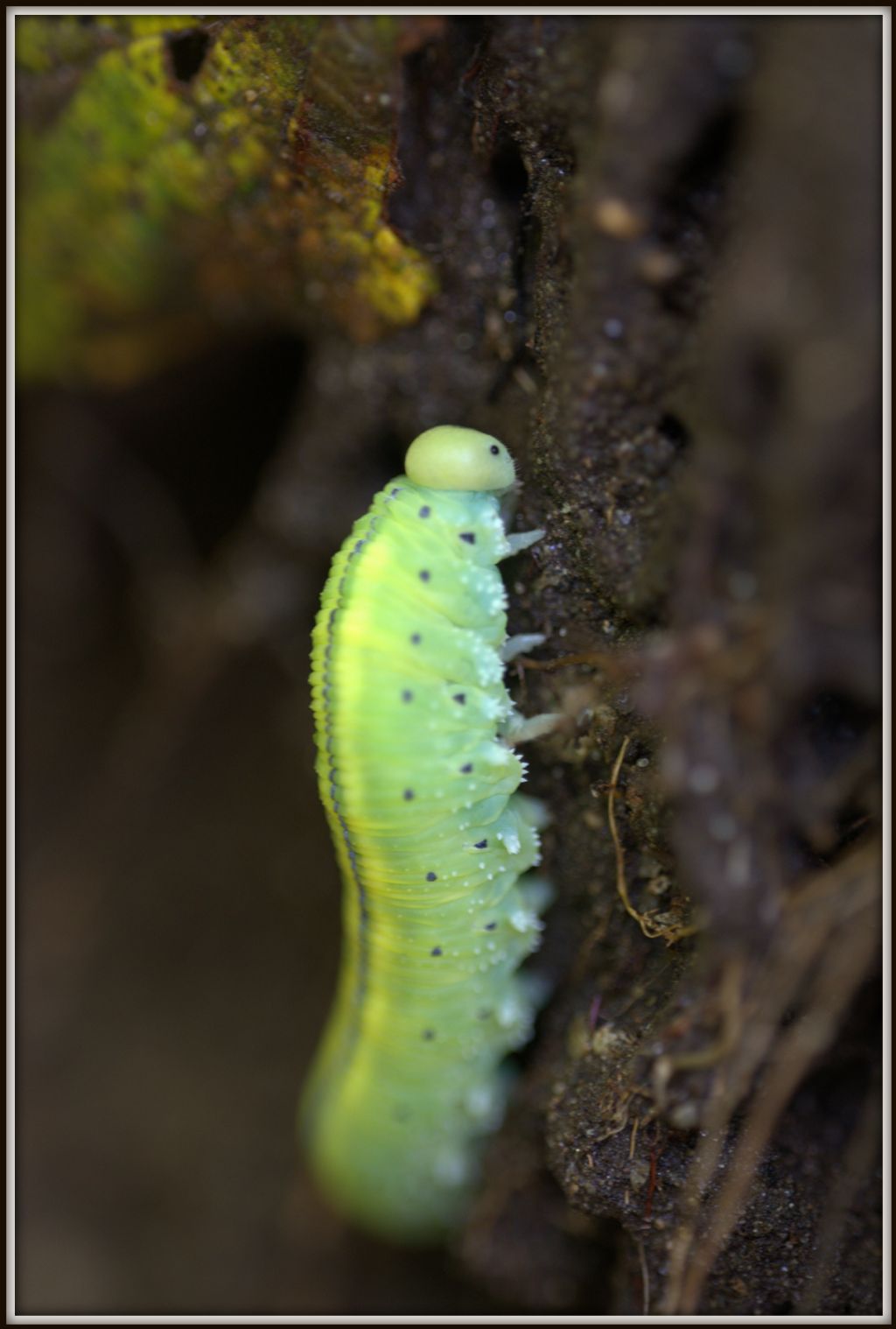 larva di Tenthredinidae