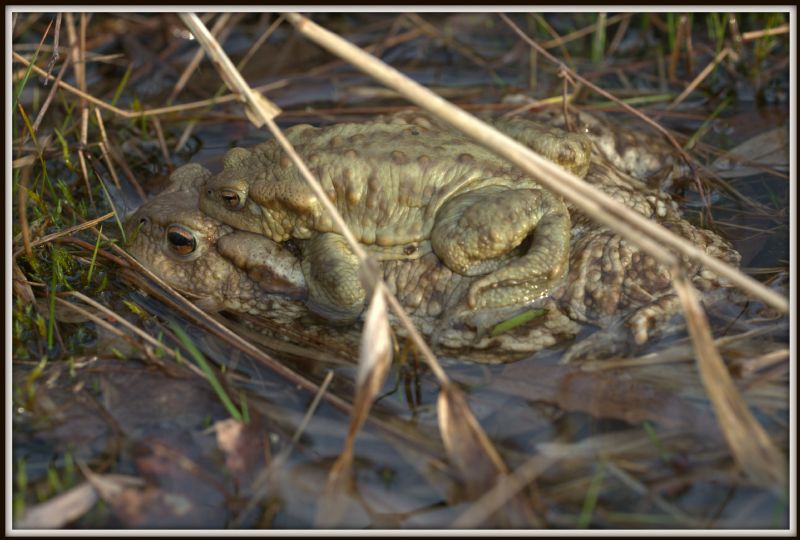 plurale di Bufo bufo