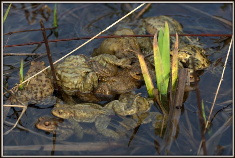 plurale di Bufo bufo