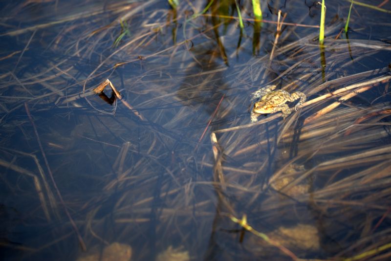 Ovatura di Bufo bufo