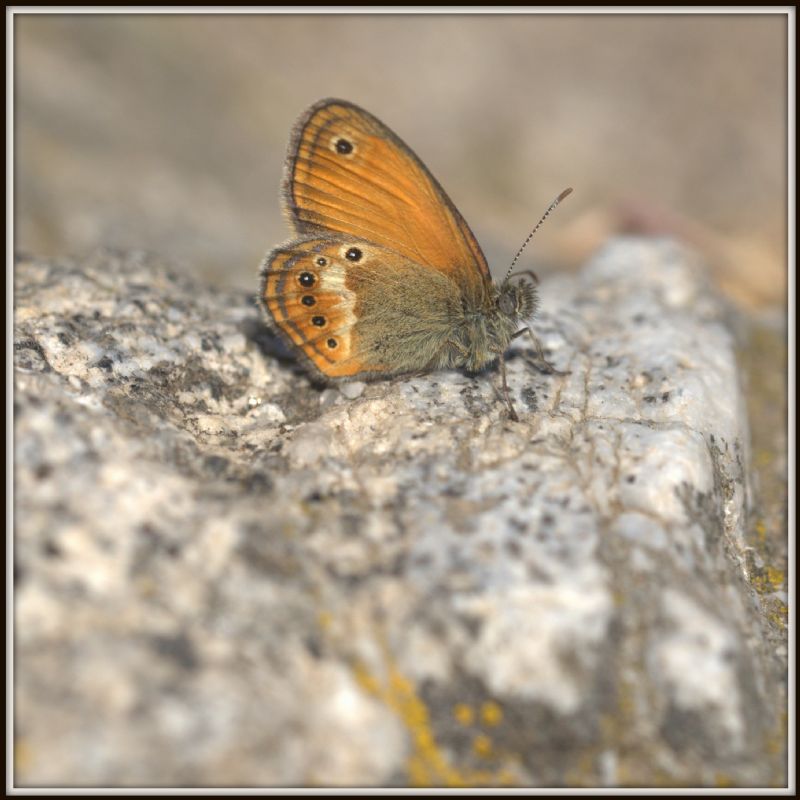 Coenonympha corinna elbana