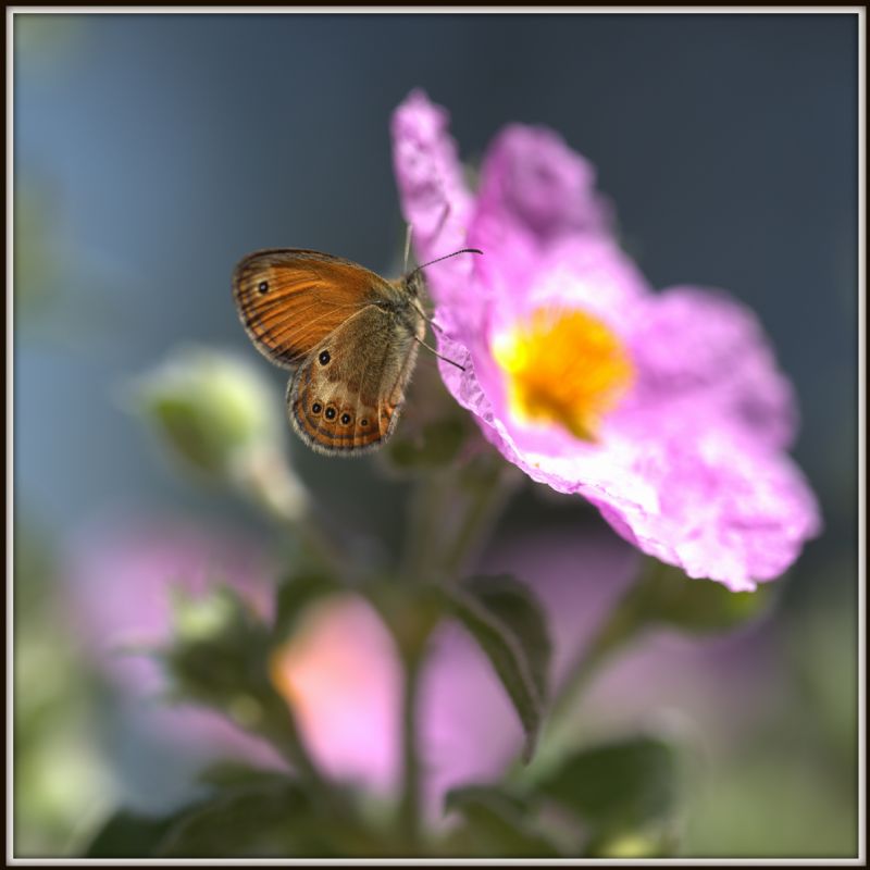 Coenonympha corinna elbana