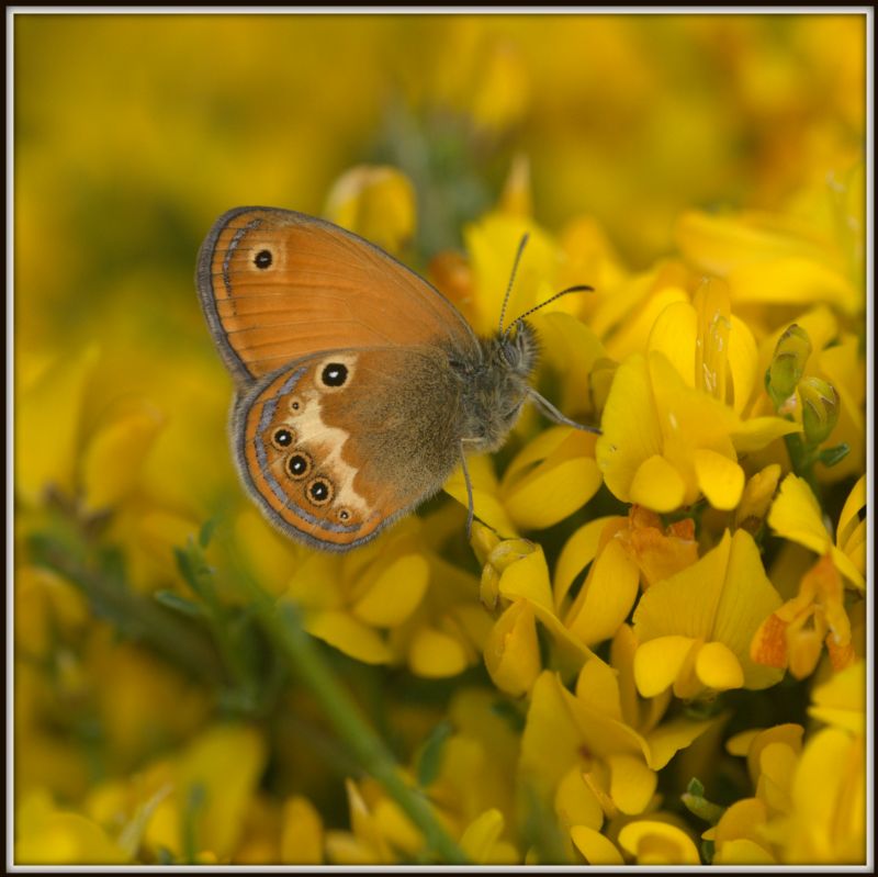 Coenonympha corinna elbana