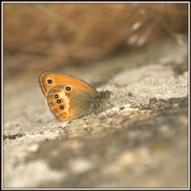 Coenonympha corinna elbana