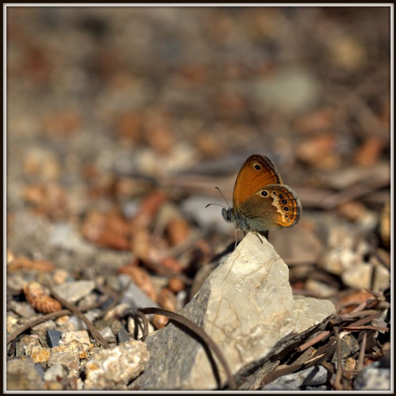 Coenonympha corinna elbana